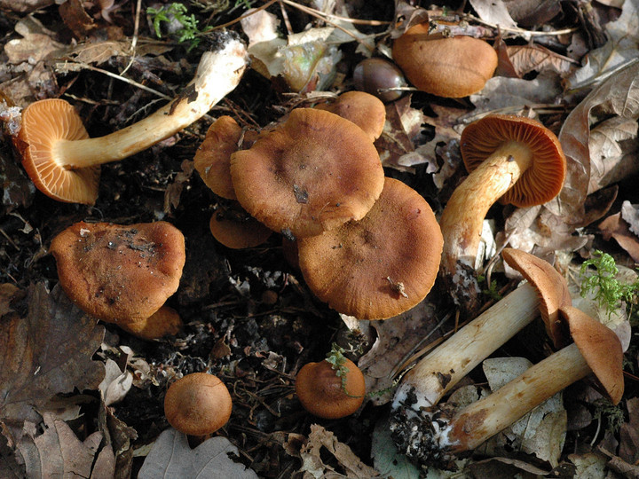 Cortinarius orellanus