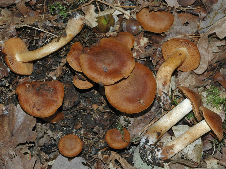 Cortinarius orellanus