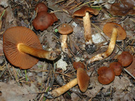 Cortinarius orellanus