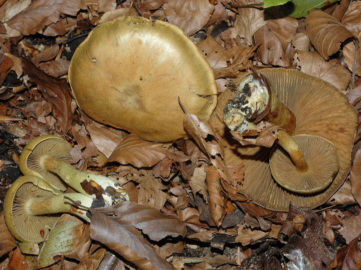 Cortinarius venetus