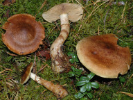 Cortinarius phrygianus