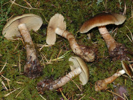 Cortinarius phrygianus