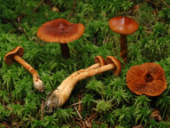 Cortinarius rubellus