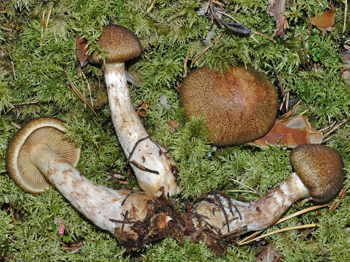 Cortinarius phrygianus