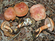 Cortinarius bolaris