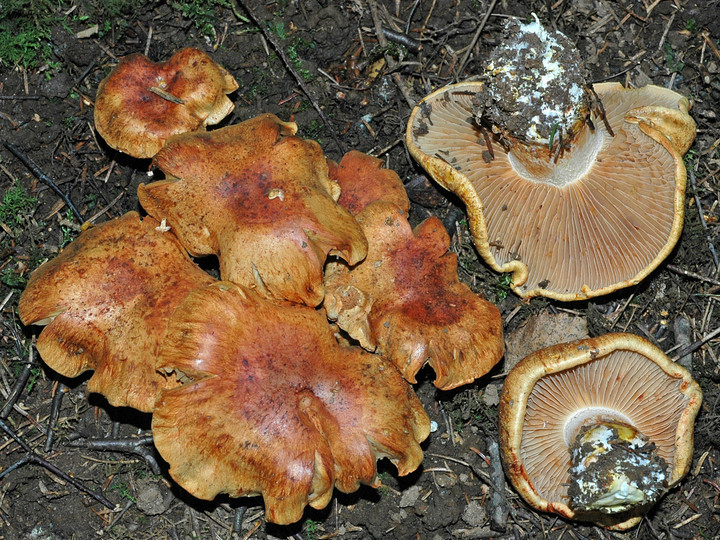 Cortinarius rubicundulus