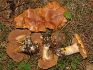 Cortinarius rubicundulus