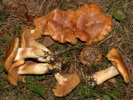 Cortinarius rubicundulus