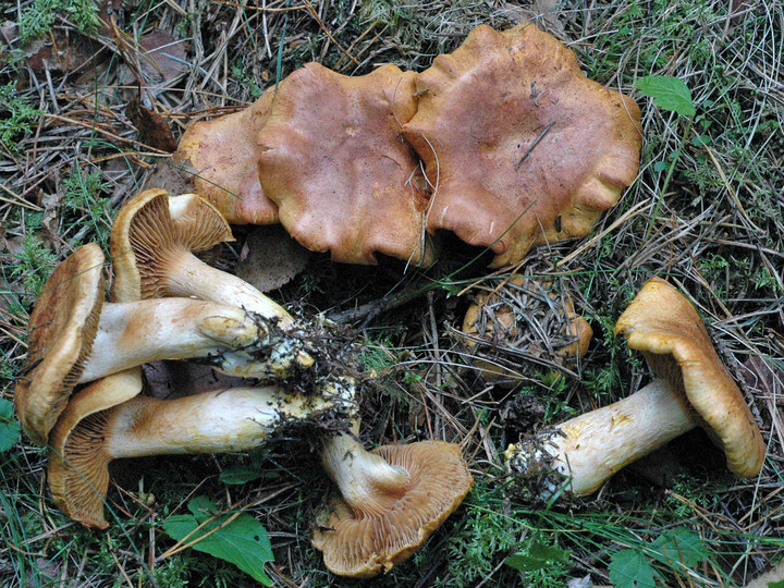 Cortinarius rubicundulus