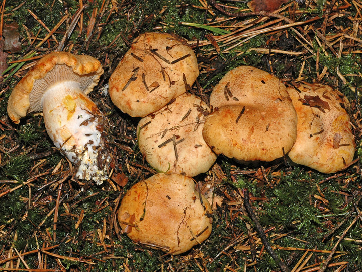 Cortinarius rubicundulus