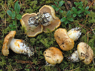 Cortinarius rubicundulus