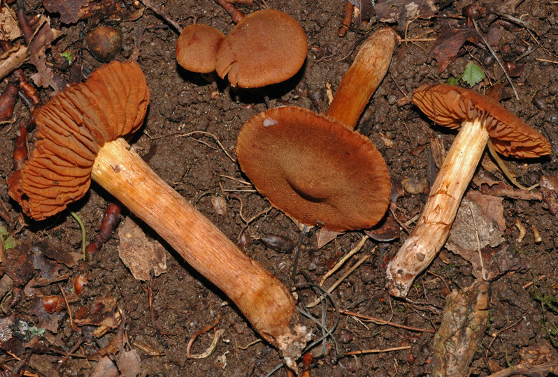 Cortinarius orellanus