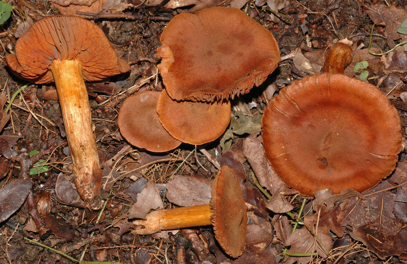 Cortinarius orellanus