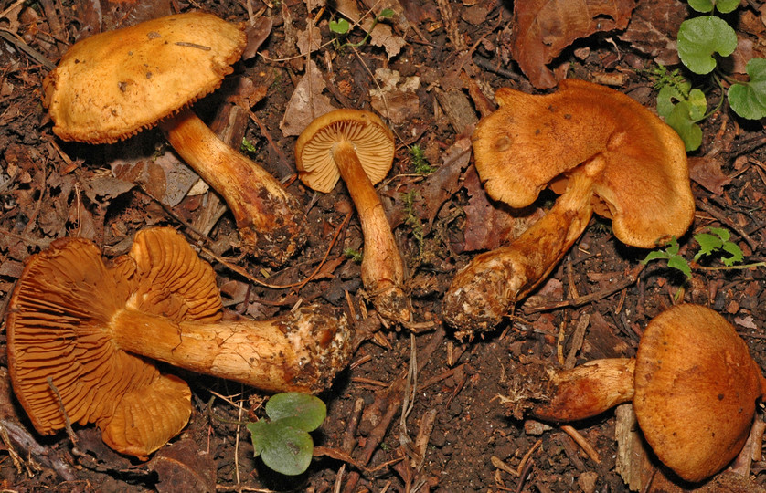 Cortinarius tofaceus