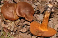 Cortinarius orellanus