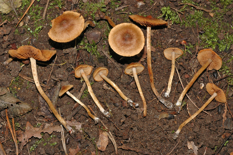 Cortinarius saniosus