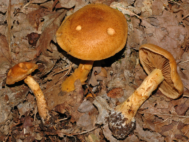 Cortinarius tofaceus