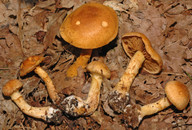 Cortinarius tofaceus