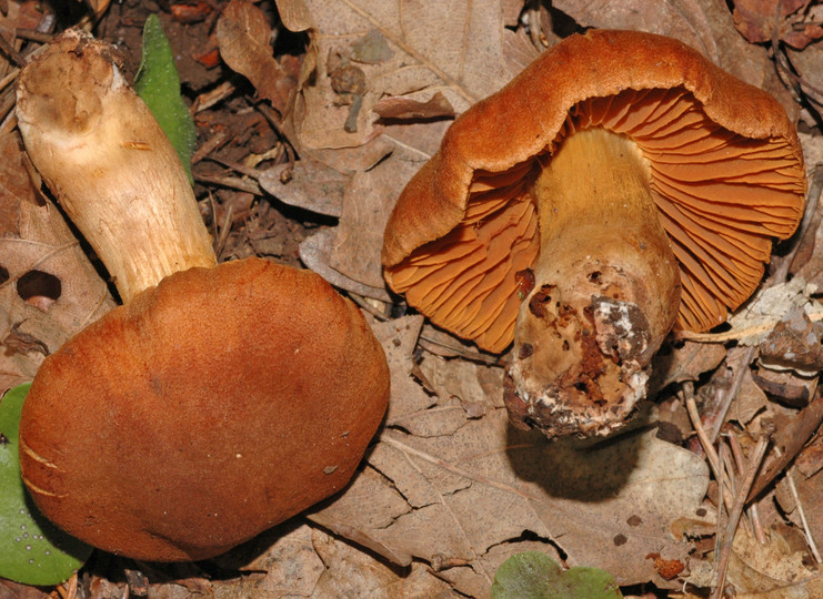 Cortinarius orellanus