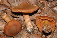 Cortinarius orellanus