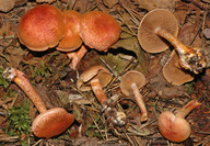 Cortinarius bolaris