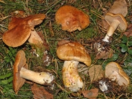 Cortinarius rubicundulus