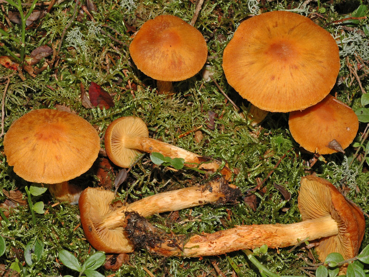 Cortinarius limonius