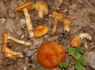 Cortinarius limonius