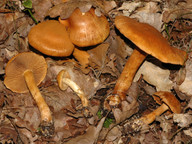 Cortinarius tofaceus