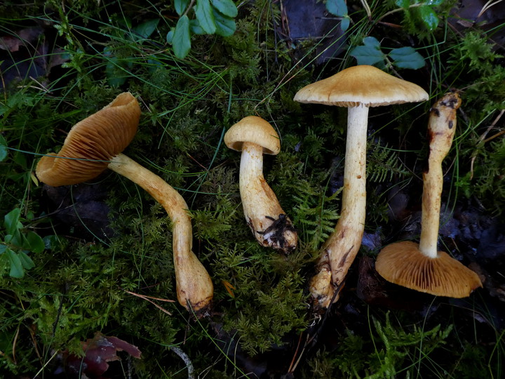 Cortinarius callisteus