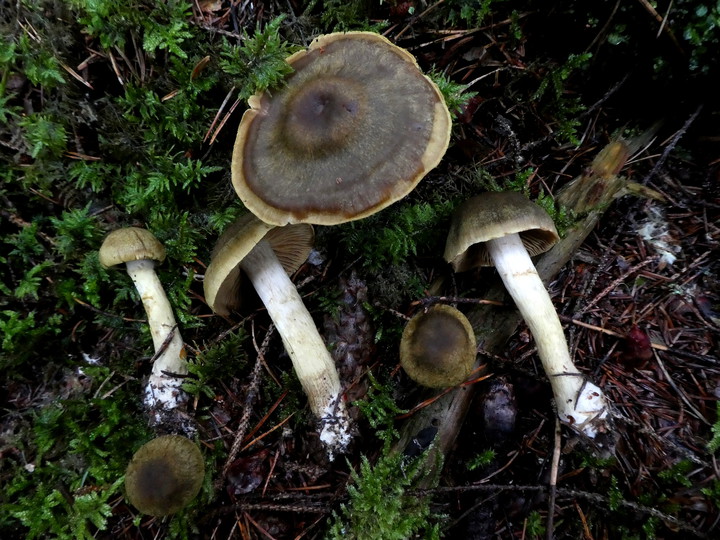 Cortinarius venetus