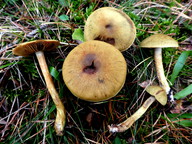 Cortinarius venetus