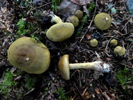 Cortinarius venetus