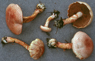 Cortinarius bolaris