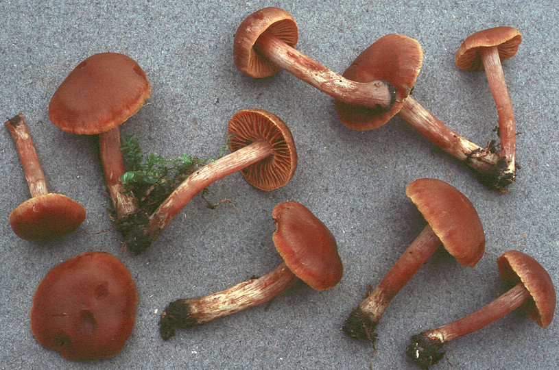 Cortinarius colymbadinus