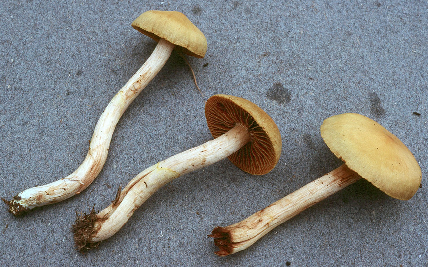 Cortinarius colymbadinus