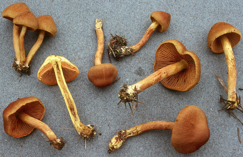 Cortinarius colymbadinus