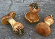 Cortinarius cotoneus