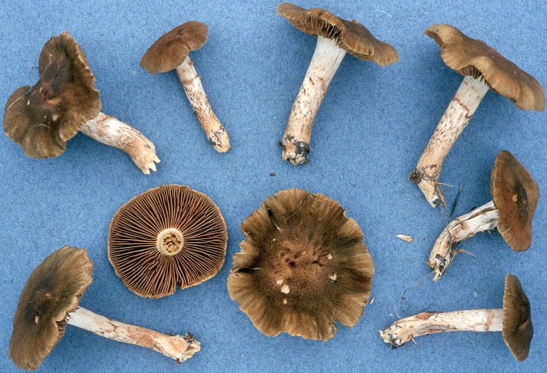 Cortinarius melanotus