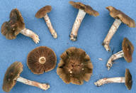 Cortinarius melanotus