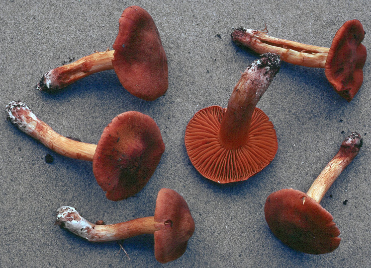 Cortinarius orellanus