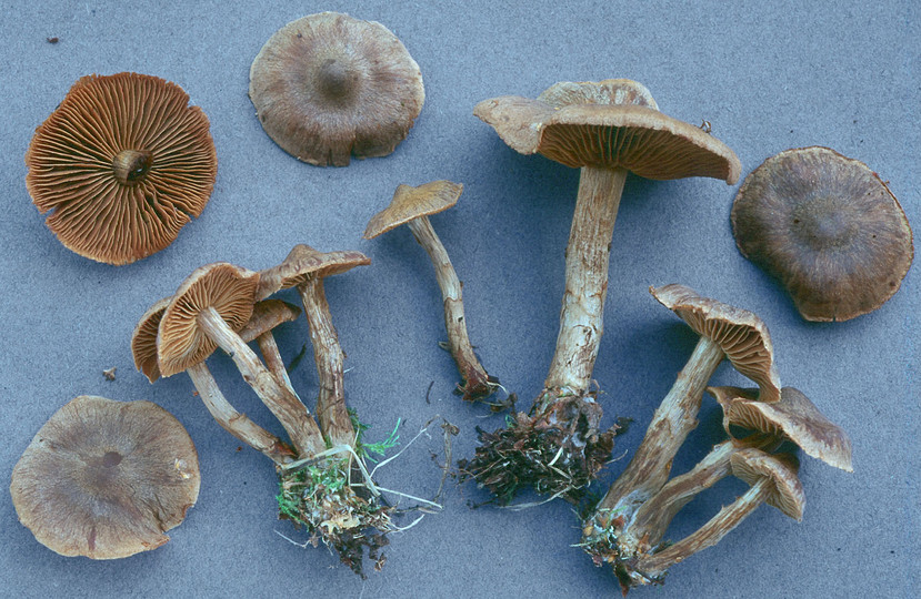 Cortinarius raphanoides