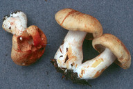 Cortinarius rubicundulus