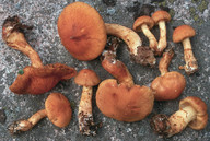 Cortinarius tofaceus