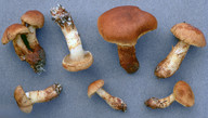 Cortinarius tofaceus