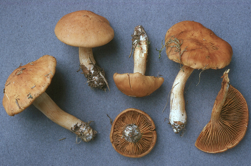 Cortinarius intentus