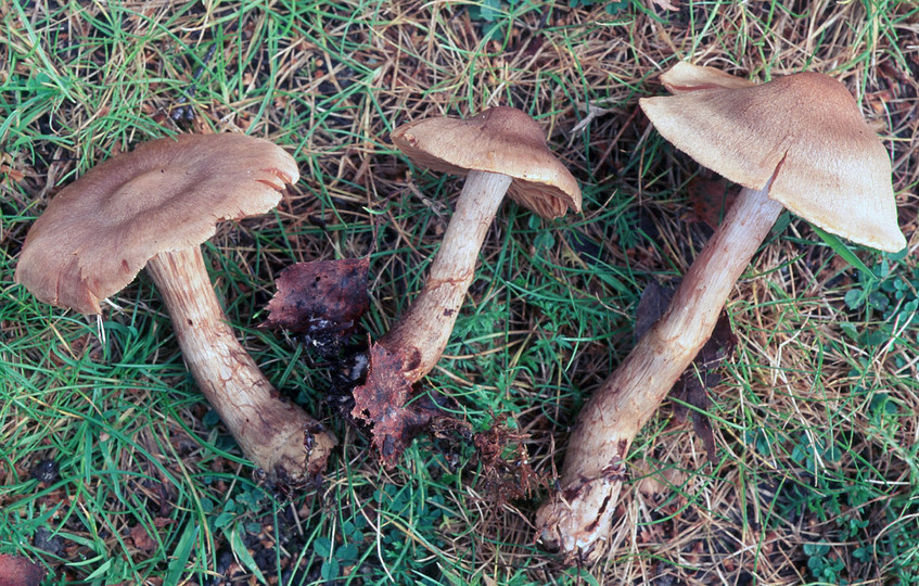 Cortinarius raphanoides