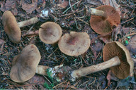 Cortinarius raphanoides