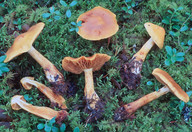 Cortinarius callisteus