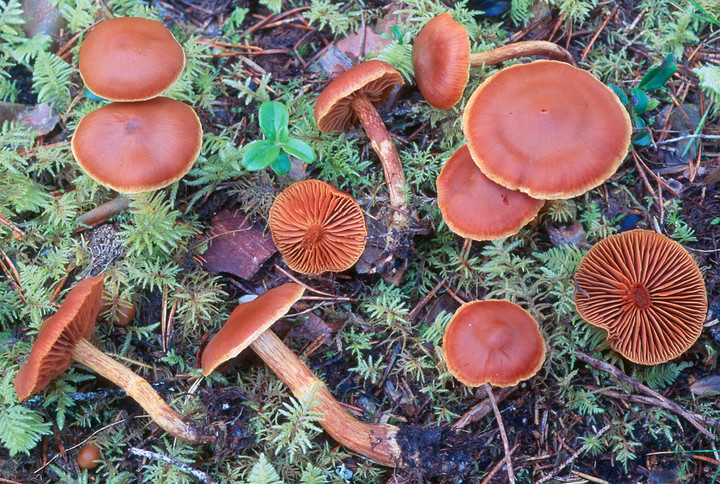 Cortinarius gentilis